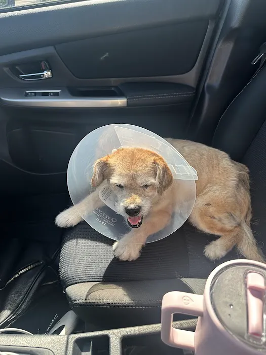 Animal Urgent Care of Rocklin Picture 10