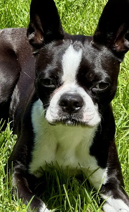 Animal Urgent Care of Rocklin Picture 7