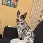 Rocklin Ranch Veterinary Hospital at Pacific Street