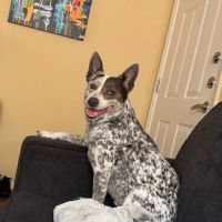 Rocklin Ranch Veterinary Hospital at Pacific Street ico