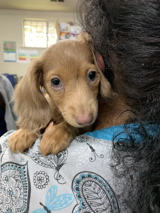 Rocklin Ranch Veterinary Hospital at Pacific Street Picture 8