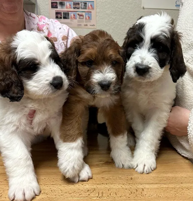 Rocklin Ranch Veterinary Hospital at Pacific Street Picture 10