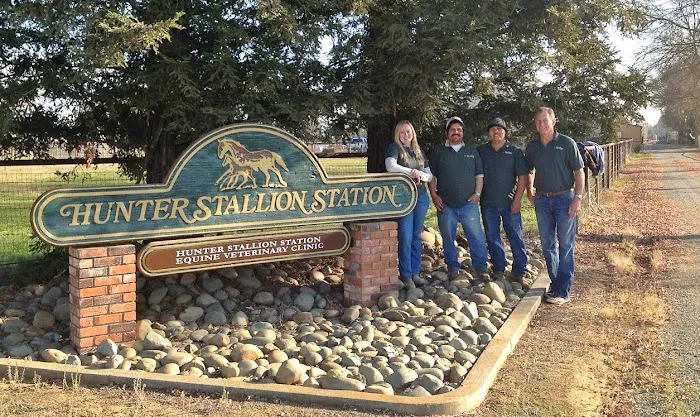 Hunter Stallion Sta Equine Vet Picture 1