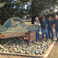 Hunter Stallion Sta Equine Vet ico