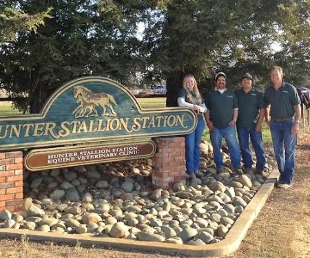 Hunter Stallion Sta Equine Vet