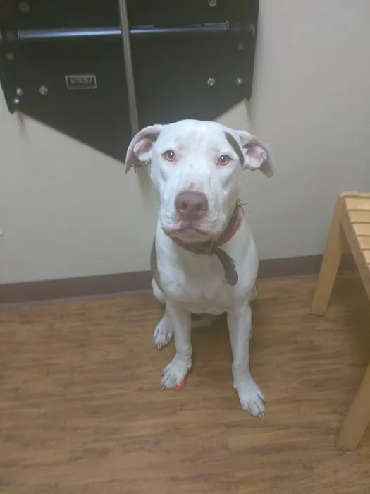 Badger Creek Veterinary Clinic Picture 7