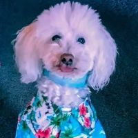 Badger Creek Veterinary Clinic ico