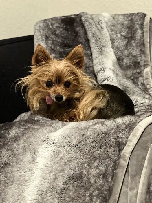 Pet Vets of Folsom Picture 1