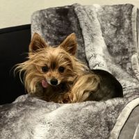 Pet Vets of Folsom ico