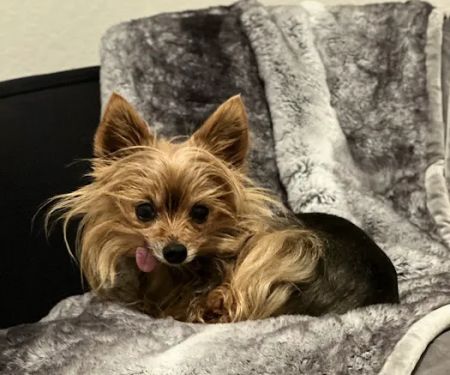 Pet Vets of Folsom