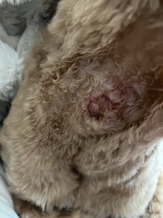 Pet Vets of Folsom Picture 6