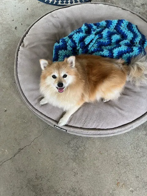 Pet Vets of Folsom Picture 3