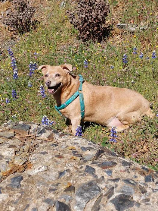 Pet Vets of Folsom Picture 4