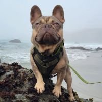 Willow Creek Veterinary Clinic ico