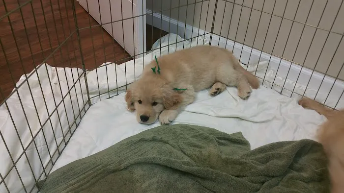 Orangevale Veterinary Hospital Picture 1