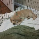 Orangevale Veterinary Hospital