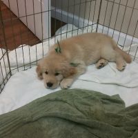 Orangevale Veterinary Hospital ico