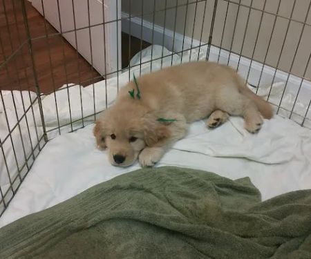 Orangevale Veterinary Hospital