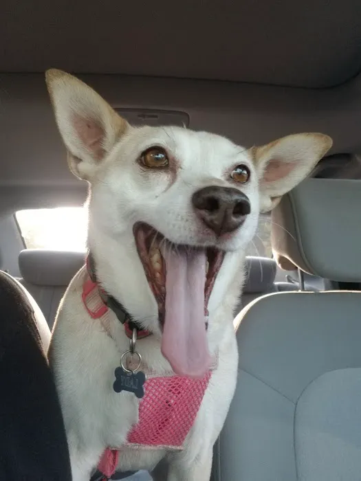 Crossroads Animal Hospital Picture 9