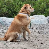 Crossroads Animal Hospital ico