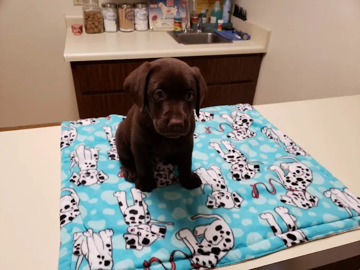 Crossroads Animal Hospital Picture 6