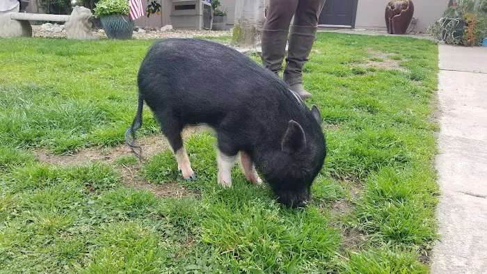 Vet Connection Picture 5