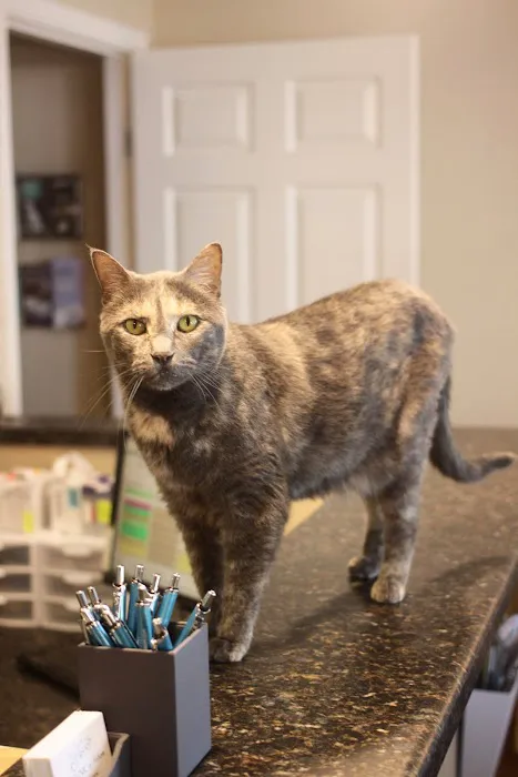 Cat Clinic of Folsom Picture 5