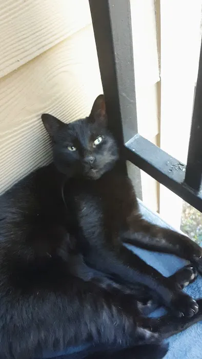 Cat Clinic of Folsom Picture 4