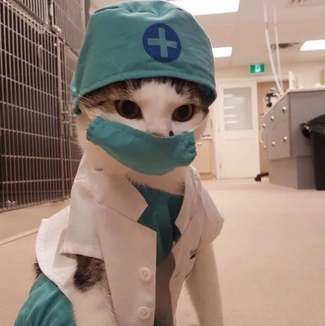 Cat Clinic of Folsom Picture 8
