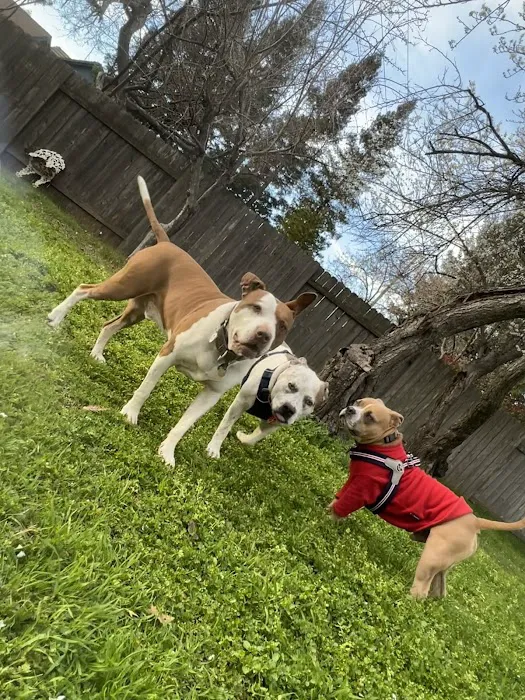 Folsom Veterinary Hospital Picture 10