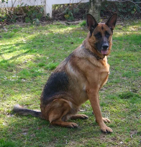 Meridian Veterinary Care Picture 4