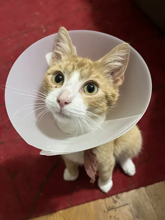 Chesapeake Humane Society Veterinary Clinic Picture 1