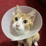 Chesapeake Humane Society Veterinary Clinic