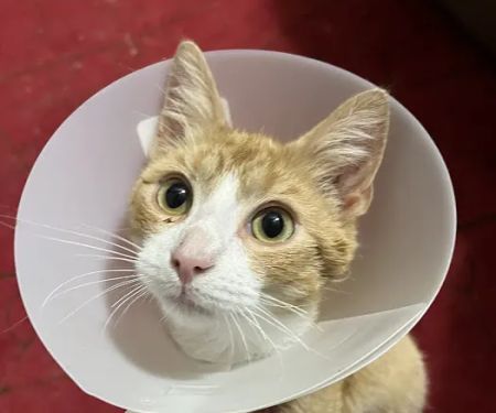 Chesapeake Humane Society Veterinary Clinic