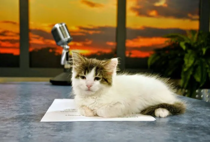 Chesapeake Humane Society Veterinary Clinic Picture 2