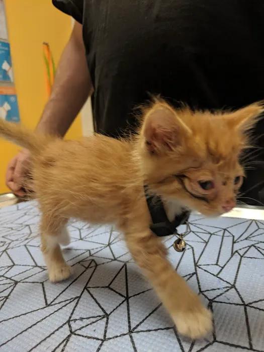 Banfield Pet Hospital Picture 9
