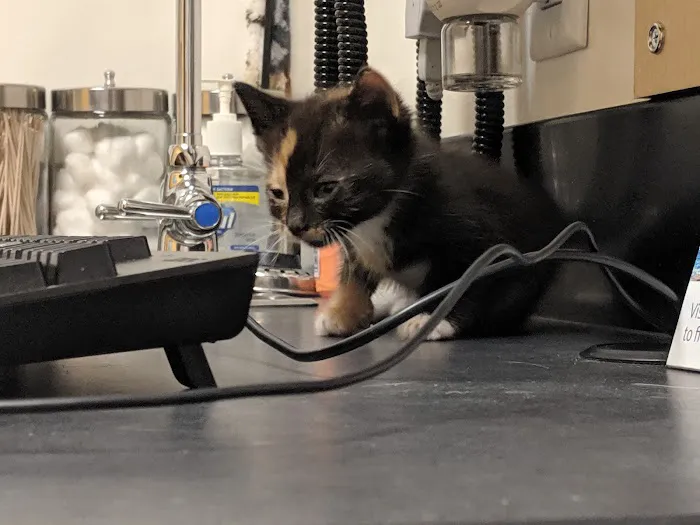 Banfield Pet Hospital Picture 7