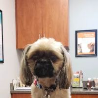 Mt. Pleasant Vet Clinic ico