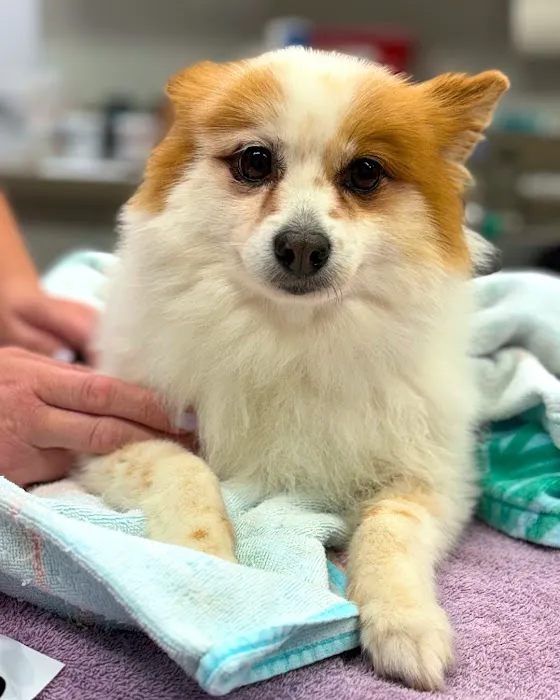 Ally Urgent Veterinary Care Picture 3