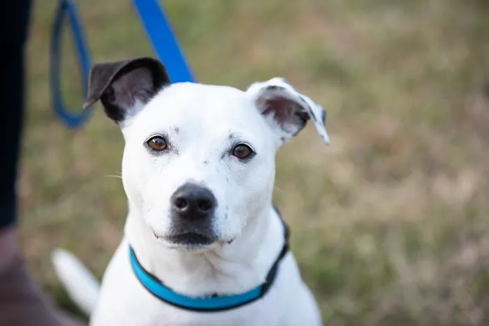 Animal Vision Center of Virginia Picture 2