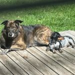 Deep Creek Veterinary Hospital