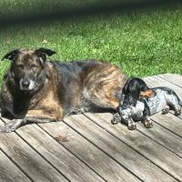 Deep Creek Veterinary Hospital ico