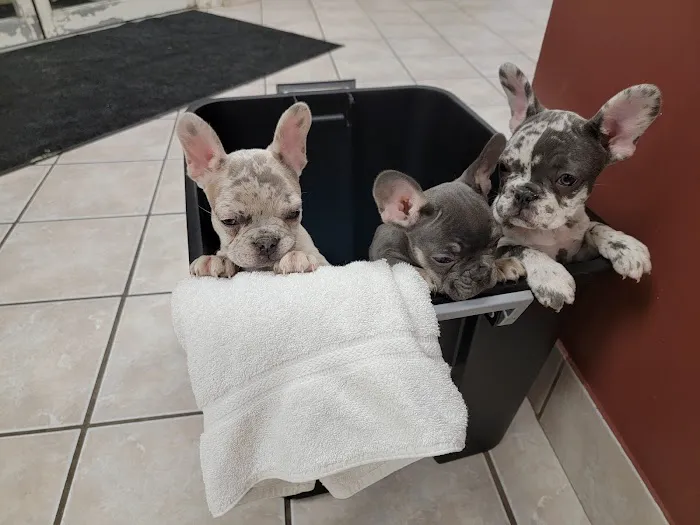 Deep Creek Veterinary Hospital Picture 2