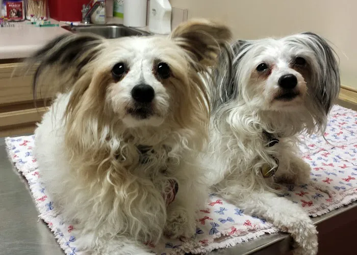 Deep Creek Veterinary Hospital Picture 8