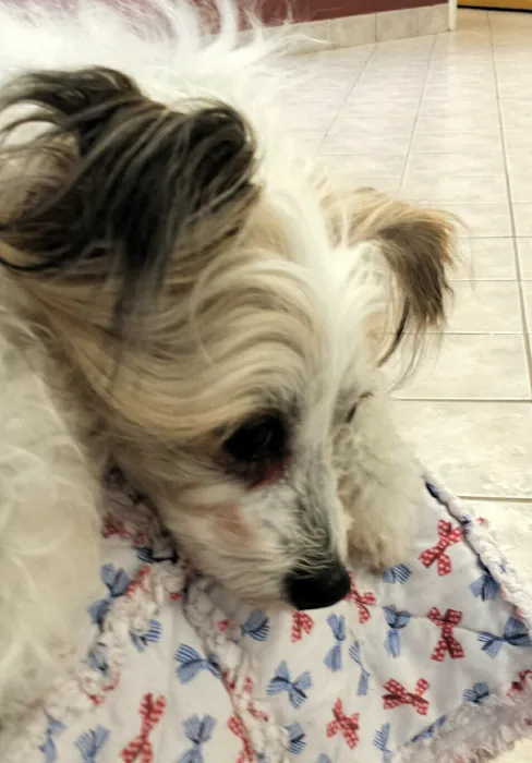 Deep Creek Veterinary Hospital Picture 10