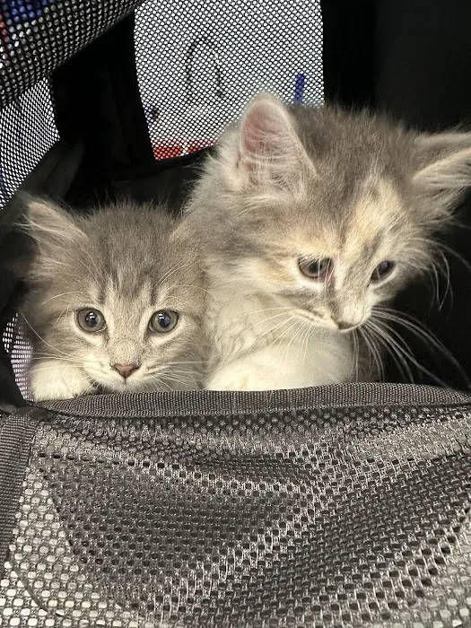 MyVet Picture 10