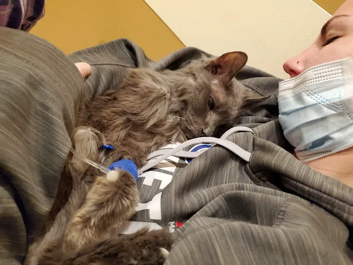 The COVE - Center of Veterinary Expertise Picture 7
