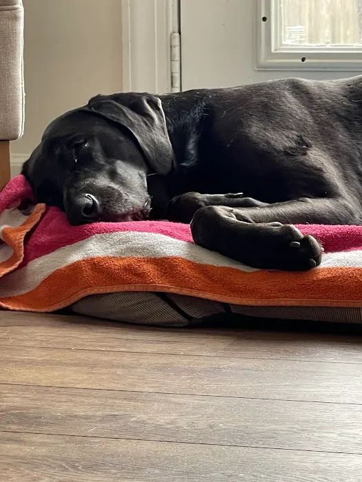 The COVE - Center of Veterinary Expertise Picture 2