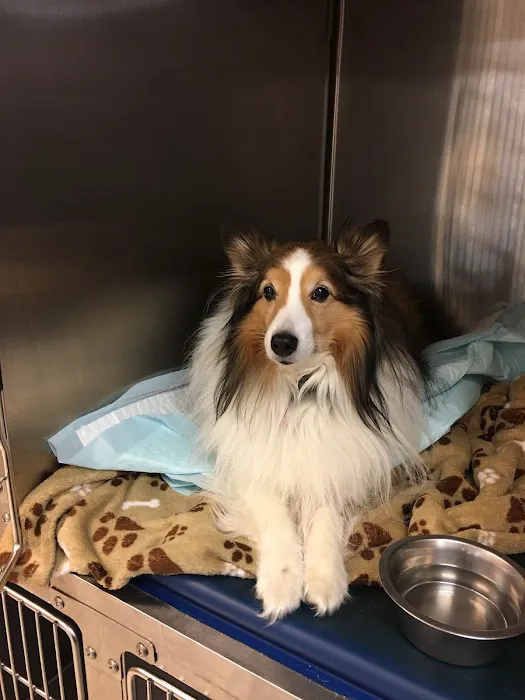 The COVE - Center of Veterinary Expertise Picture 8