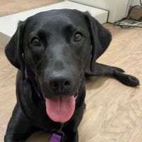 Caring Hands Animal Hospital - Suffolk ico